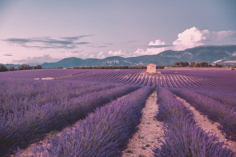 lavendar-fields-sault-2_lelongweekendjpg